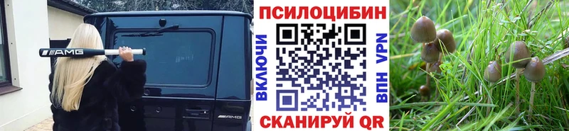 Галлюциногенные грибы Psilocybine cubensis  Морозовск 